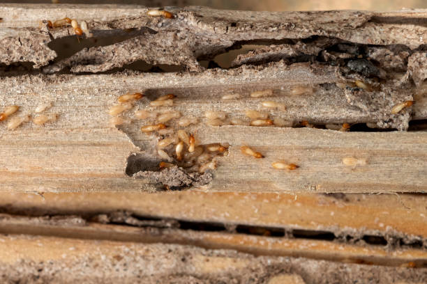 Bird Control in Algood, TN